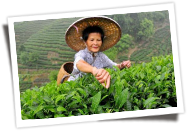 Tea Plantation